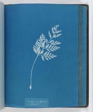 Cyanotype of Asplenium fragrans, 1853