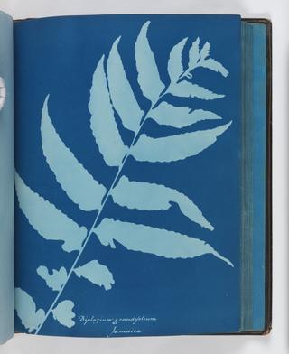 Cyanotype of Diplazium grandifolium, 1853