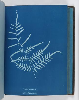 Cyanotype of Pteris caudata, 1853