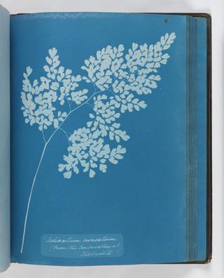 Cyanotype of Adiantum cuneatum, 1853