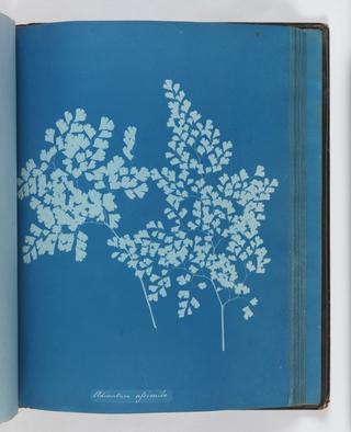 Cyanotype of Adiantum assmile, 1853