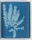 Album of cyanotypes of British and Foreign Ferns