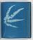 Album of cyanotypes of British and Foreign Ferns