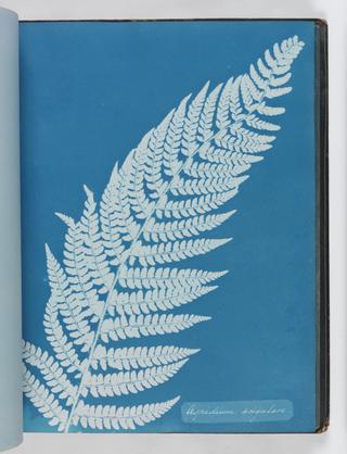 Cyanotype of Aspidium angulare, 1853