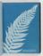 Album of cyanotypes of British and Foreign Ferns