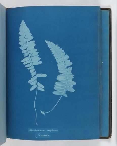 Album of cyanotypes of British and Foreign Ferns