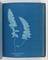 Album of cyanotypes of British and Foreign Ferns