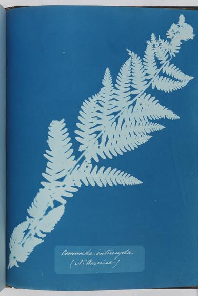 Album of cyanotypes of British and Foreign Ferns