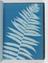 Album of cyanotypes of British and Foreign Ferns