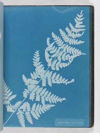 Cyanotype of Lastrea cristata, 1853