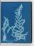 Album of cyanotypes of British and Foreign Ferns