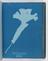 Album of cyanotypes of British and Foreign Ferns