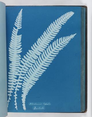Cyanotype of a fern, 1853