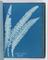 Album of cyanotypes of British and Foreign Ferns