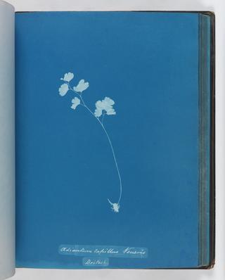 Cyanotype of Adiantum capillus veneris, 1853