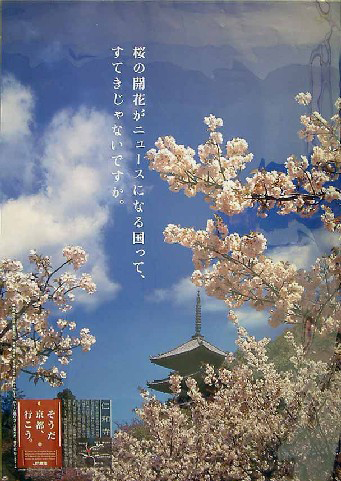 The Country Where Cherry Blossom Becomes News