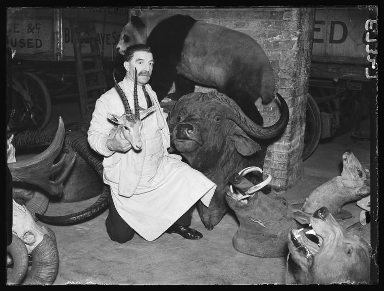 Man with hunting trophies
    A photograph of a man surrounded by