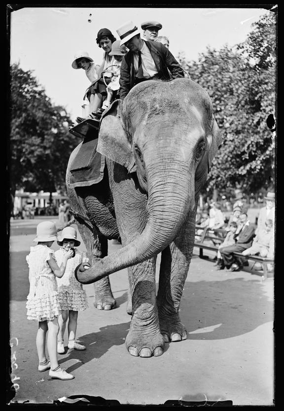 An elephant ride at the zoo
    A photograph of an elephant giving