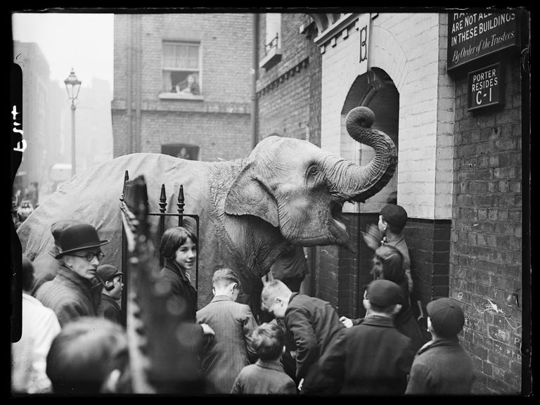 Rosie the circus elephant
    A photograph of a circus elephant