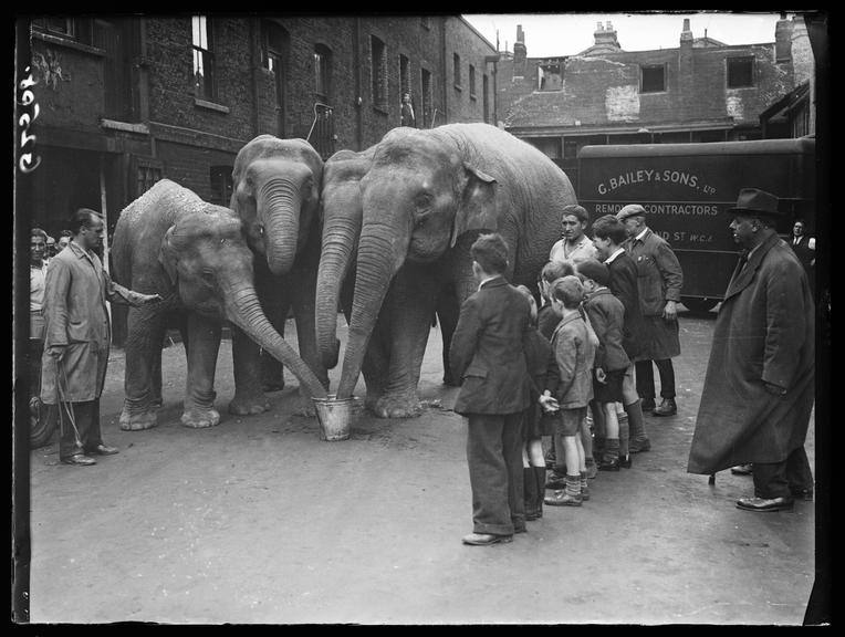 Circus elephants taking a drink
    A photograph of four circus