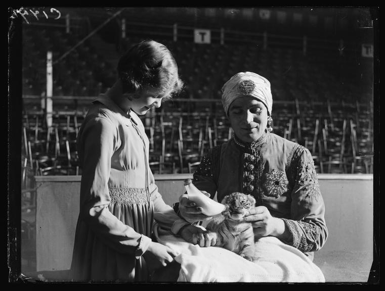 Feeding a tiger cub
    A photograph of a circus performer feeding