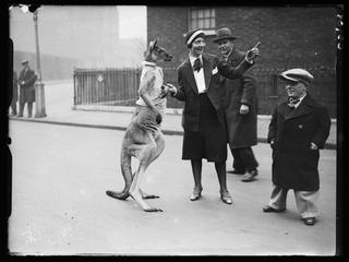 Kangaroo on London street