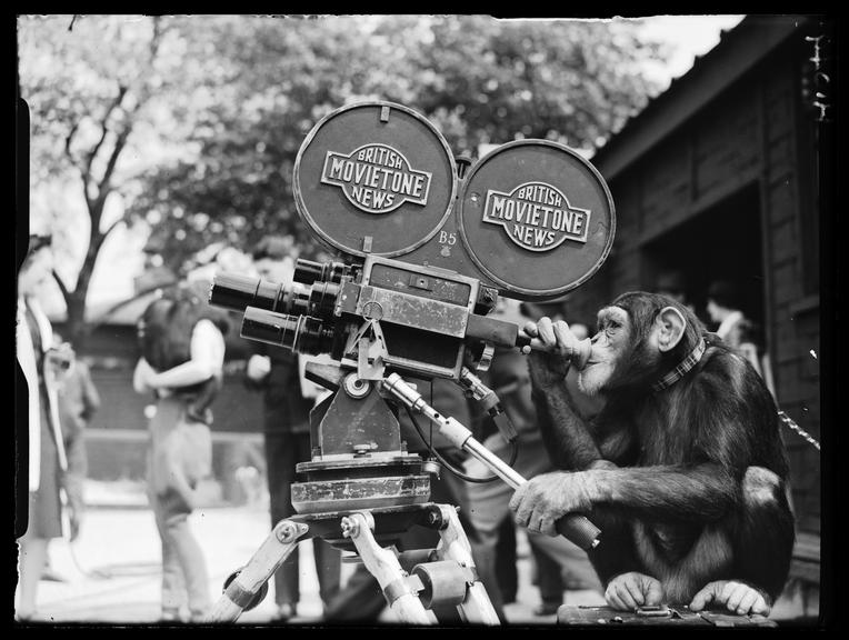 Chimpanzee with a film camera
    A photograph of a chimpanzee