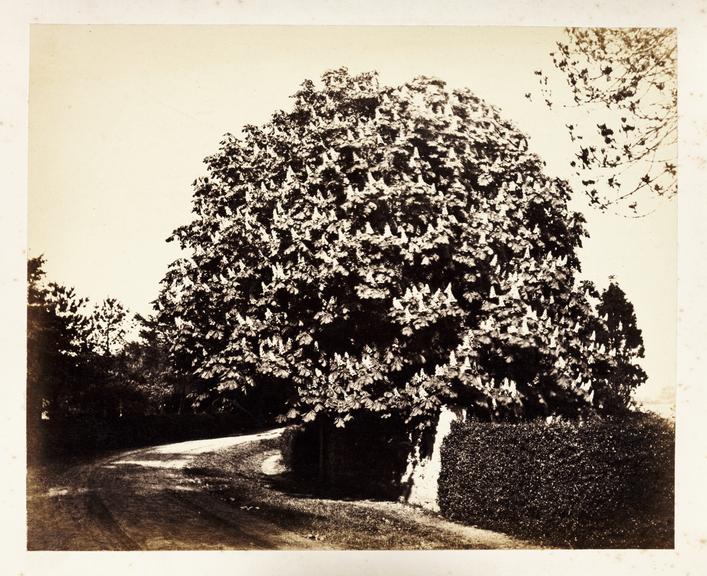 A chestnut tree in bloom
    A photograph of a tree