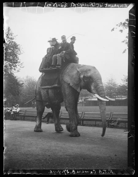 'Elephant At Zoological Gardens'