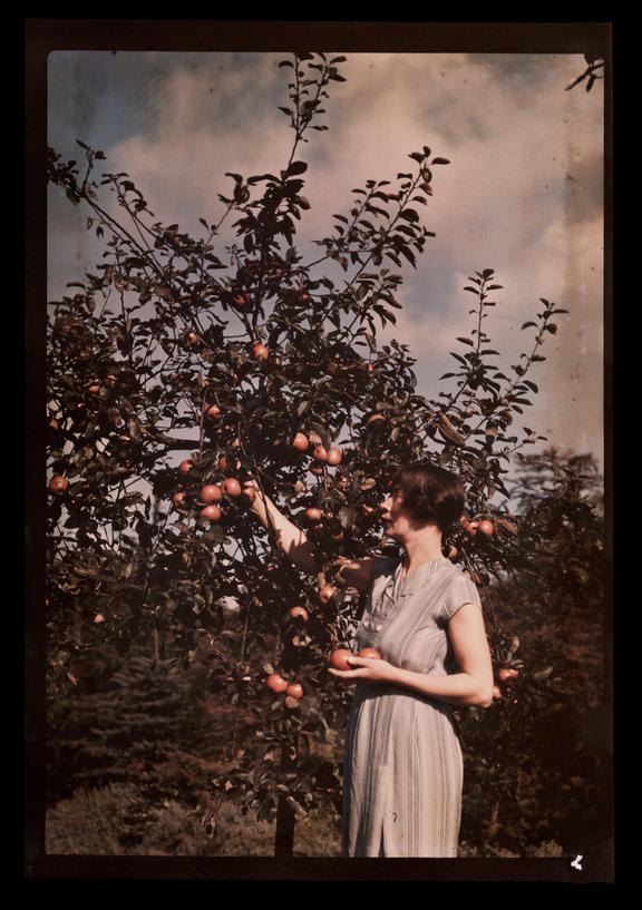 Woman picking apples
    A Dufaycolor colour transparency of a