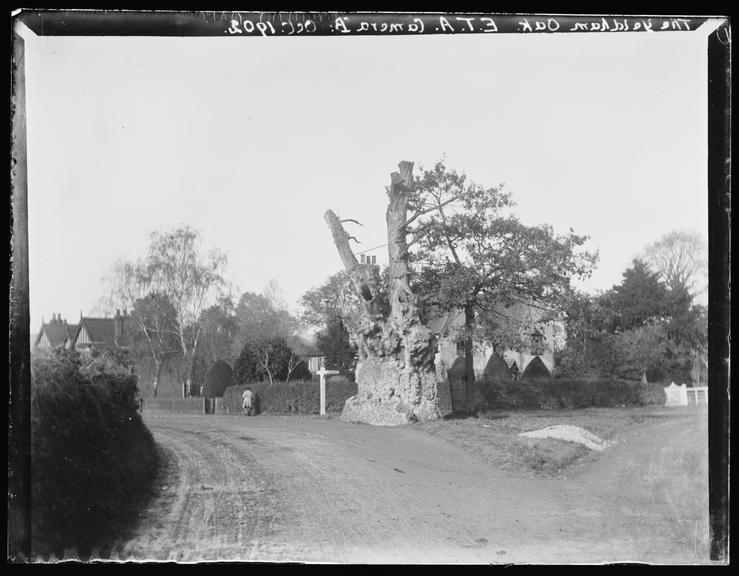 'The Yeldham Oak', 1902
    A photograph of a giant oak tree