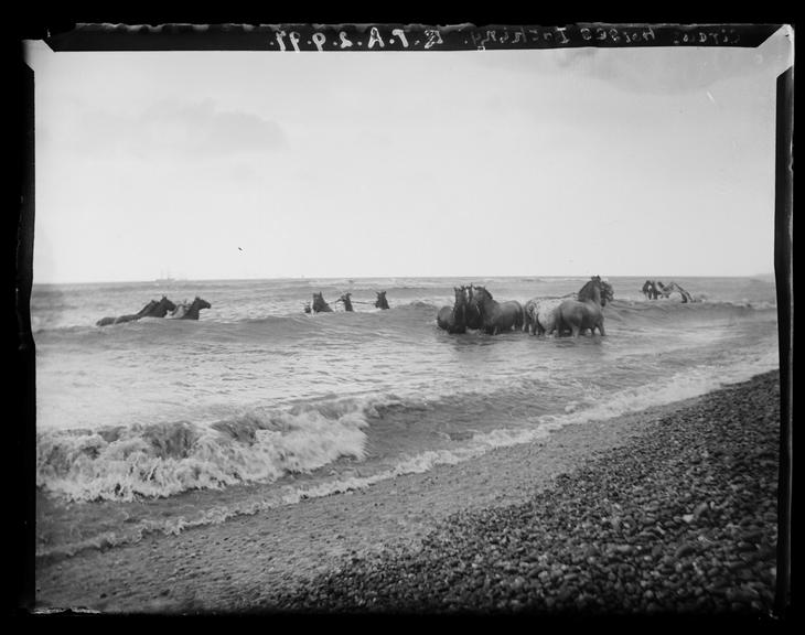 Circus Horses Bathing