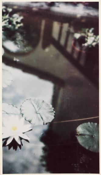 Waterlilies in pond