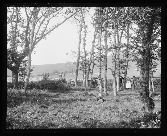 View of Meadow through Woods