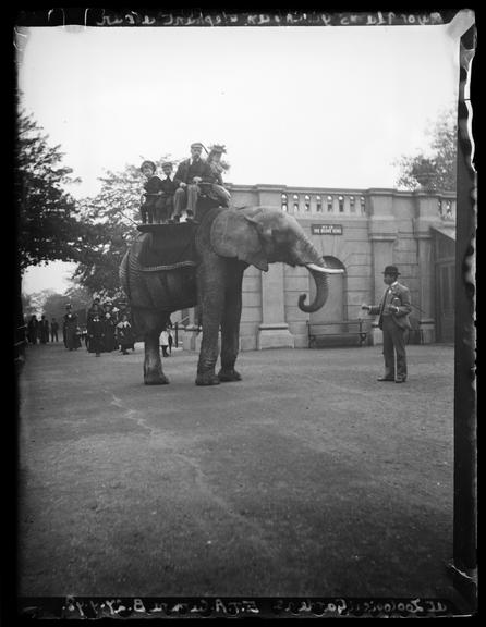 Major Adams Giving an Elephant a Bun