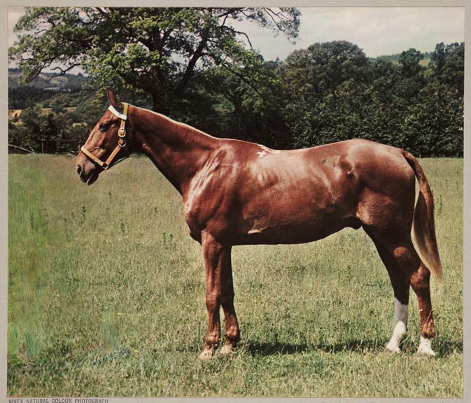 Horse
    A Vivex colour photograph of a horse