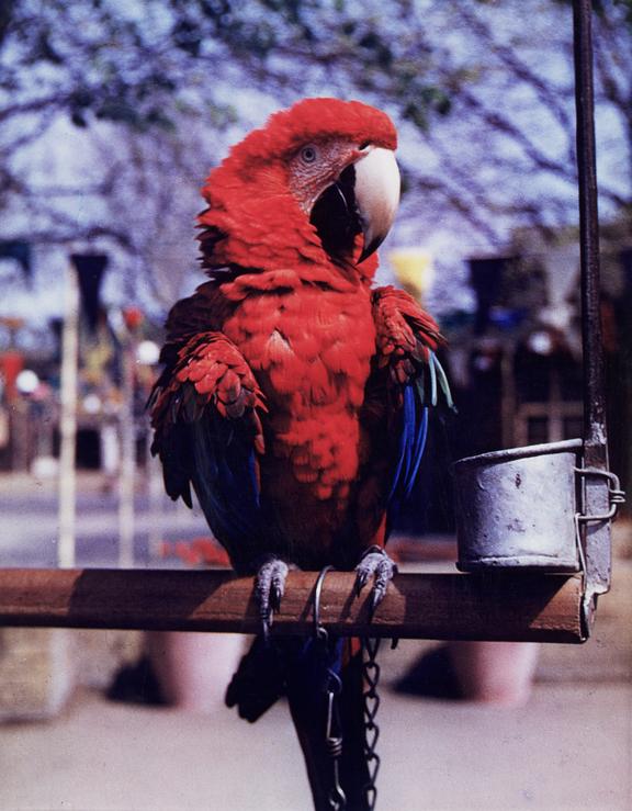 Parrot
    A Dye Transfer colour photograph of a parrot