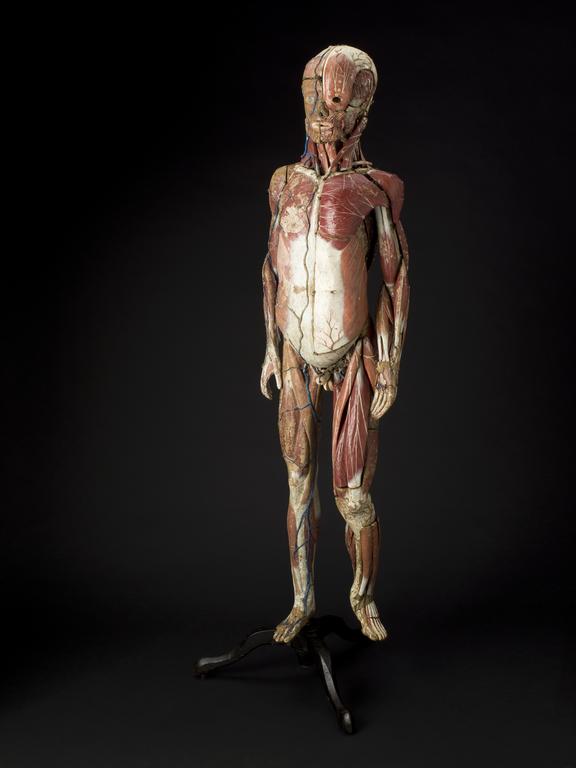 Male anatomical model | Science Museum Group Collection
