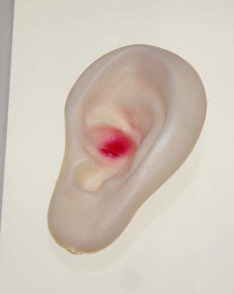 [Model of ear]