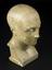 Phrenological head, plaster