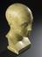 Phrenological head, plaster