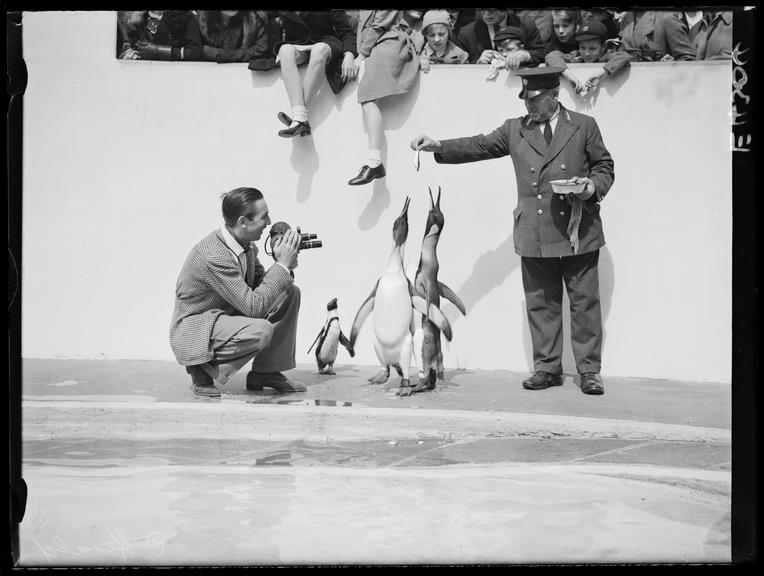 Walt Disney filming penguins at London Zoo
    A photograph of Walt