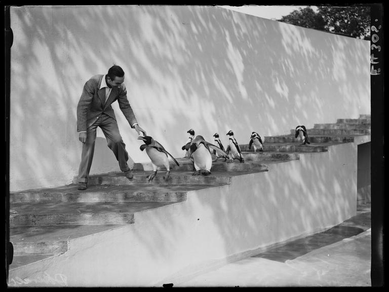 Walt Disney with the penguins at London Zoo
    A photograph of