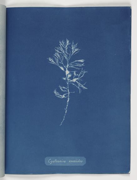 Cystoseira ericoides (book; cyanotype)