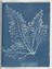 Booklet of 'Photographs of British Algae: Cyanotype Impressions' by Anna Atkins