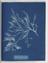 Booklet of 'Photographs of British Algae: Cyanotype Impressions' by Anna Atkins