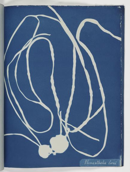 Himanthalia lorea (book; cyanotype)