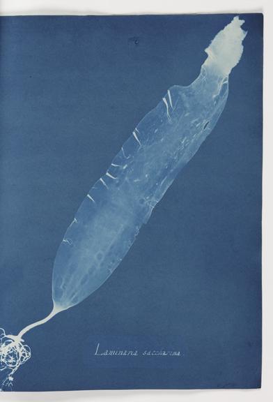 Laminaria saccharina (book; cyanotype)