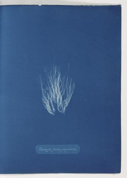 Bangia fusco-purpurea (book; cyanotype)