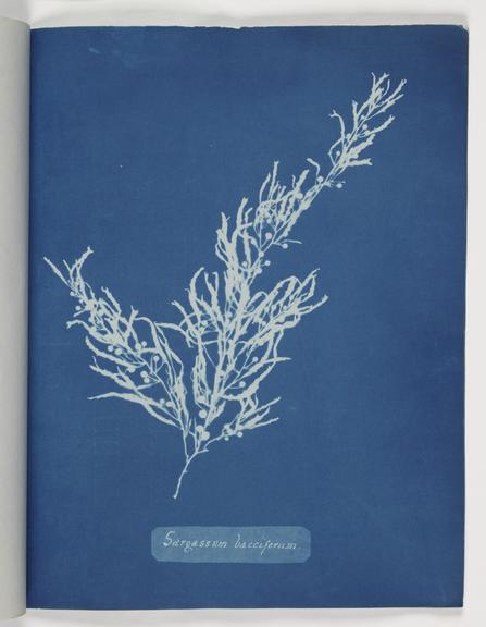 Sargassum bacciferum